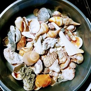 Gulfcoast Florida Seashells